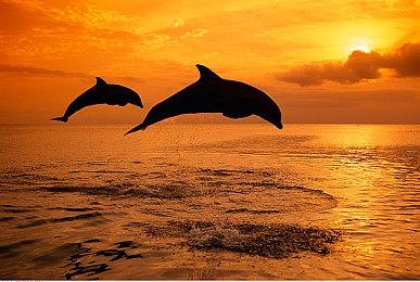 《CARS》登陆Steam 奇葩玩法开车游戏